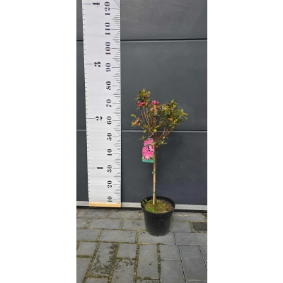 Azalia japońska japonicum 